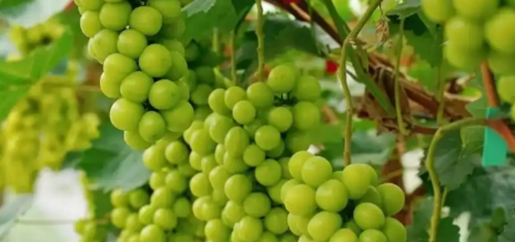 AG8亚洲国际游戏集团_首页官网