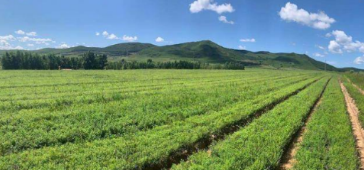 AG8亚洲国际游戏集团_首页官网